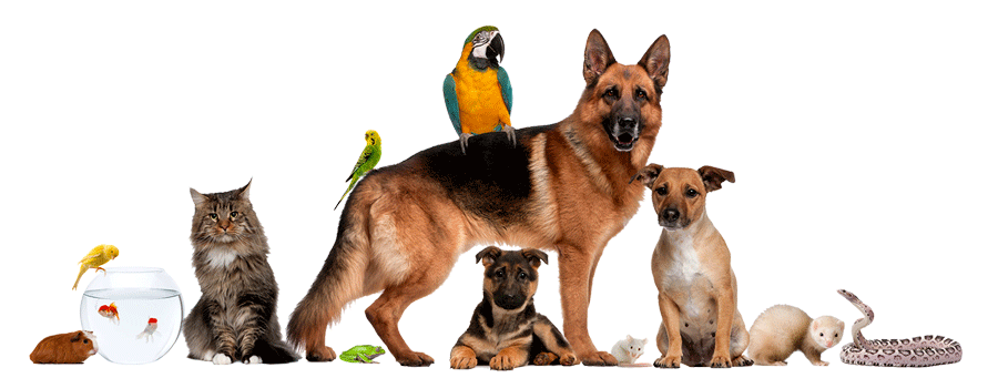 عکس دسته جمعی حیوانات خانگی مانند سگ و گربه و طوطی و ماهی و همستر
