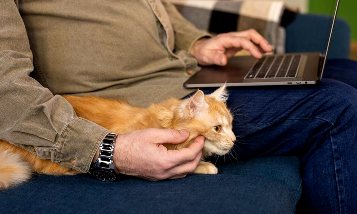 مشاوره دامپزشکی آنلاین گربه