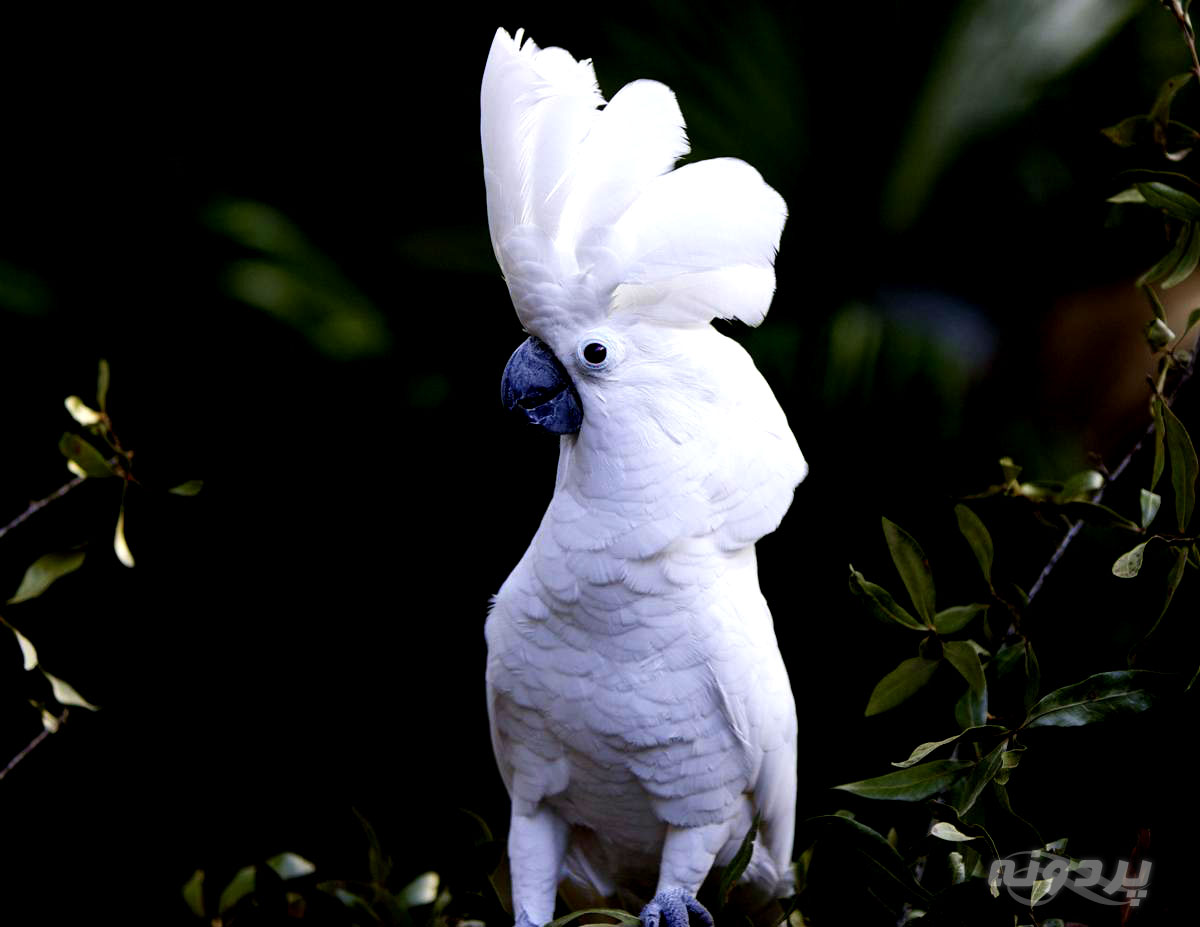 طوطی کاکادو ی سفید تاج را بشناسید!