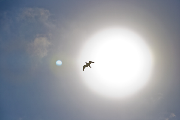 تامین نور خورشید برای پرندگان خانگی