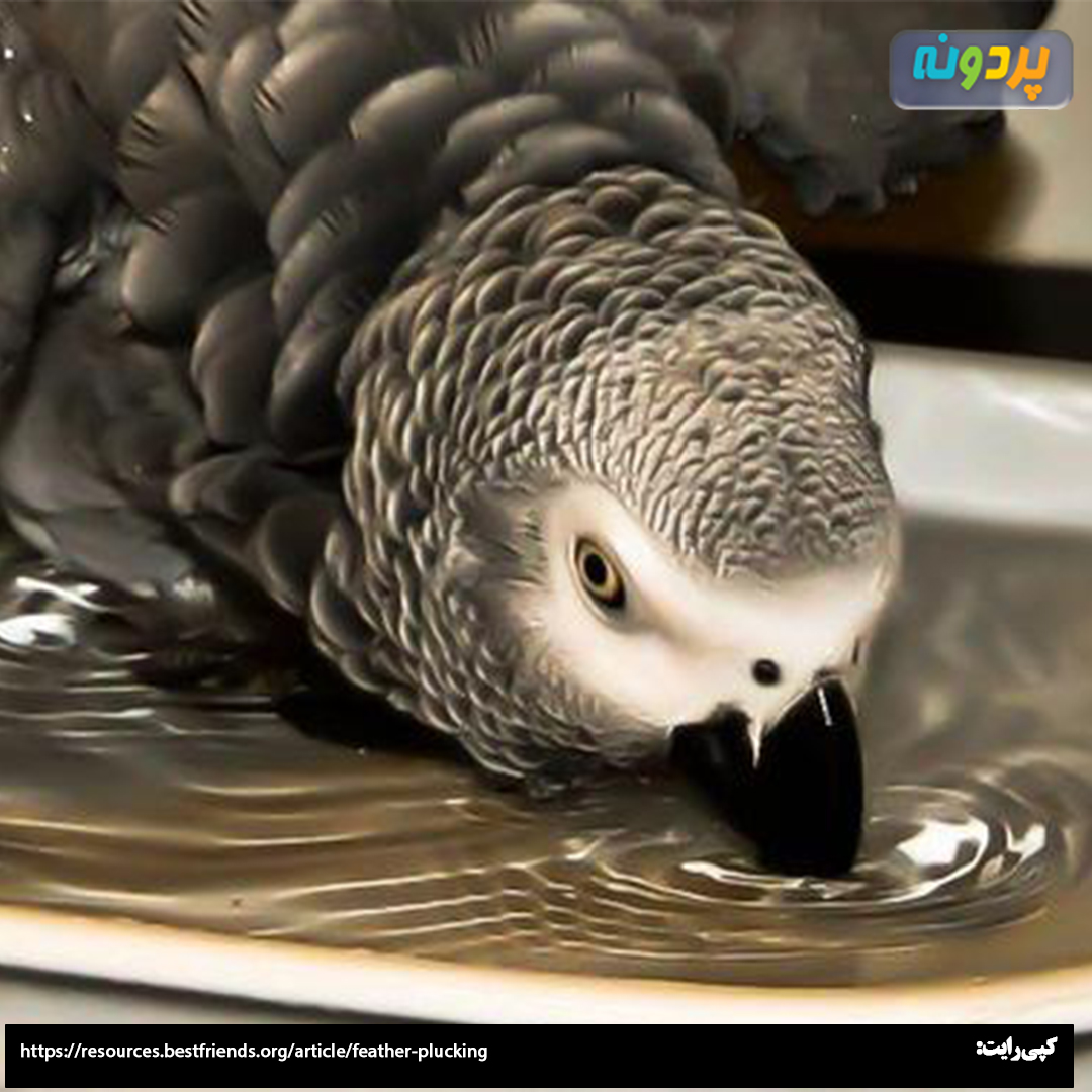 Casco Bird Bath