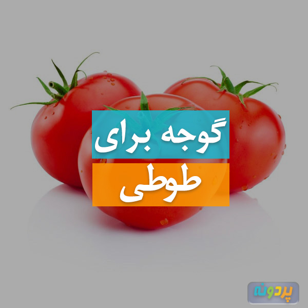 Tomatoes-for-parrots