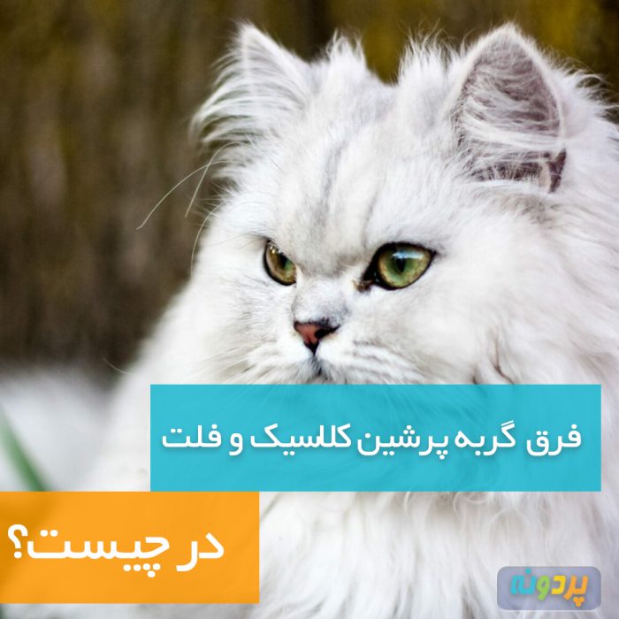 What-is-the-difference-between-classic-and-flat-Persian-cat-pardone-ir