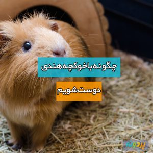 How-do-we-love-guinea-pigs-pardone-ir