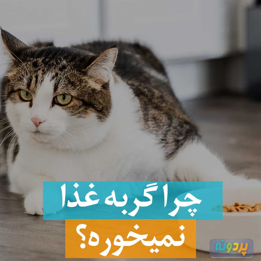 چرا گربه غذا نمیخوره