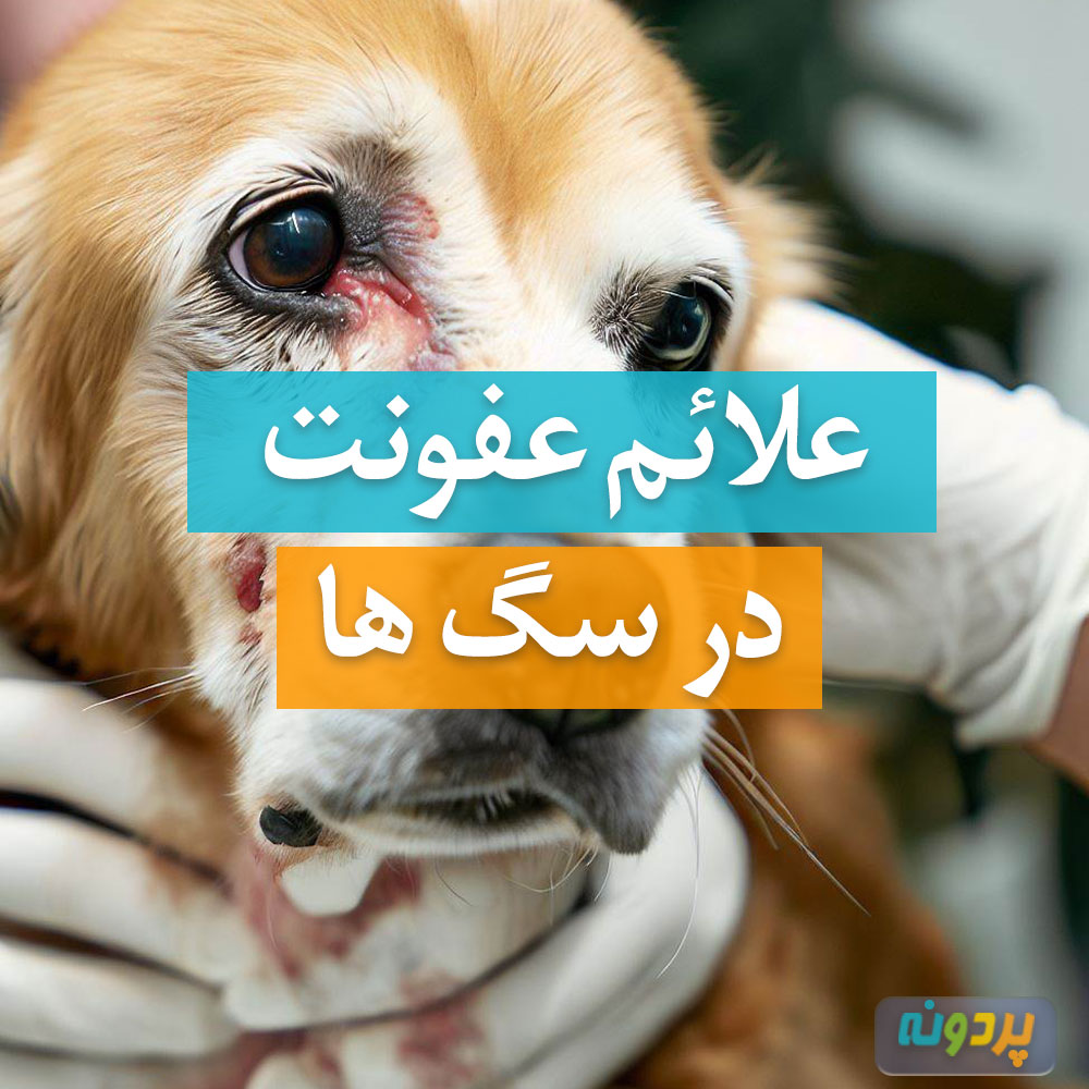 علائم عفونت در سگ ها