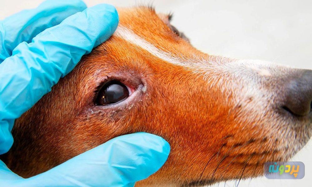 علائم عفونت های رایج در سگ ها