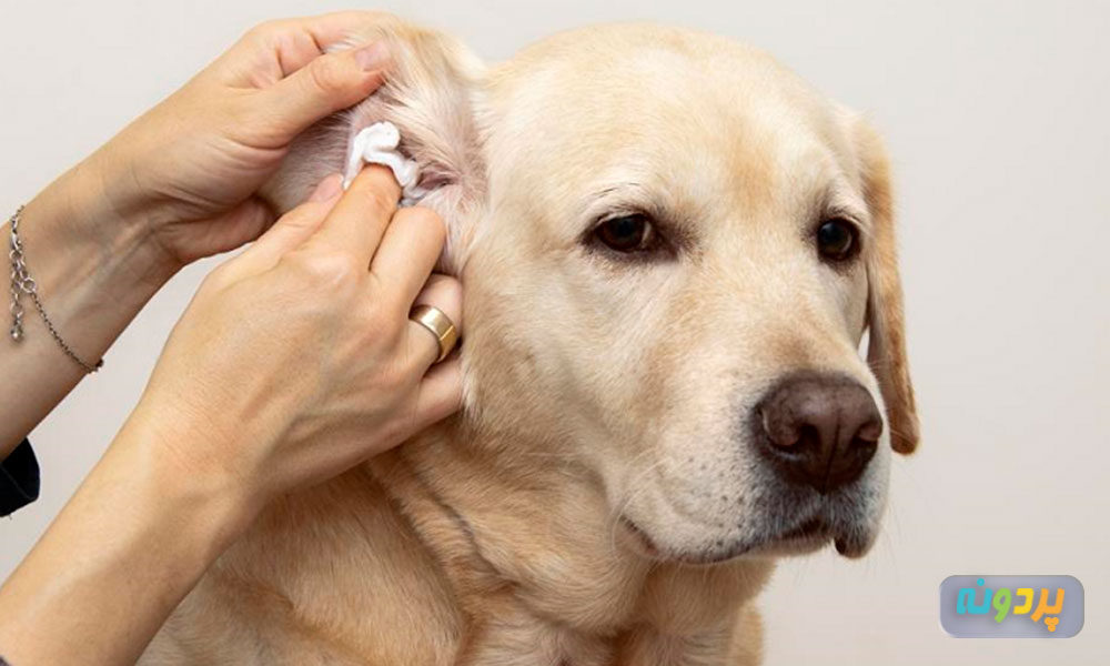 علائم عفونت های خطرناک در سگ ها