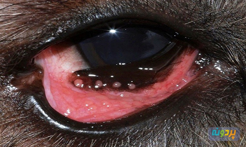 عفونت چشم سگ