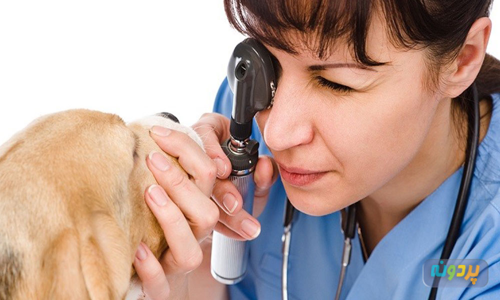 علائم عفونت چشم سگ