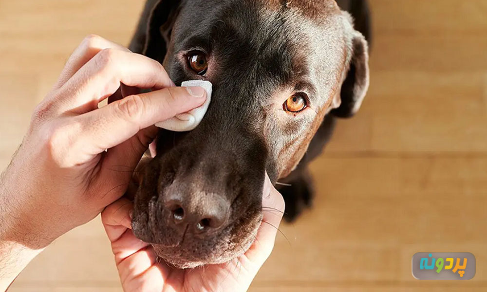 پیشگیری از عفونت چشم سگ