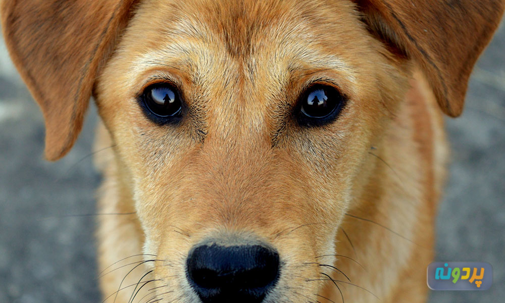 علت رایج تغییر رنگ چشم در سگ ها