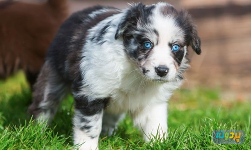 تغییر رنگ چشم در نژاد های مختلف سگ