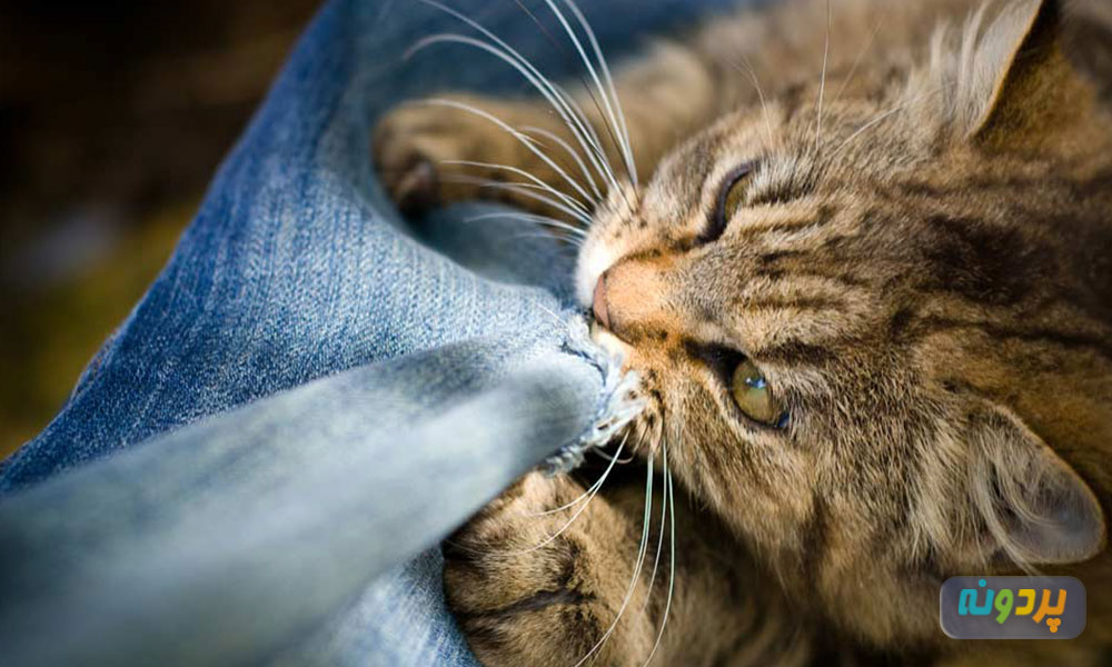 بیماری پیکا در گربه چه عواملی دارد