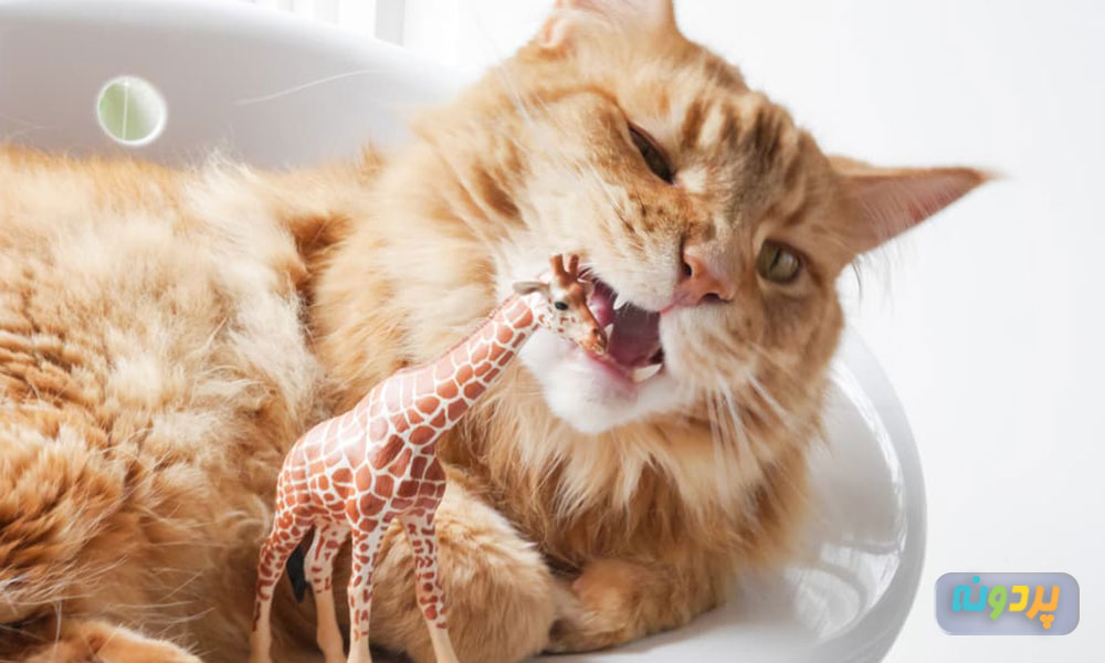 پیشگیری از مریضی پیکا در گربه