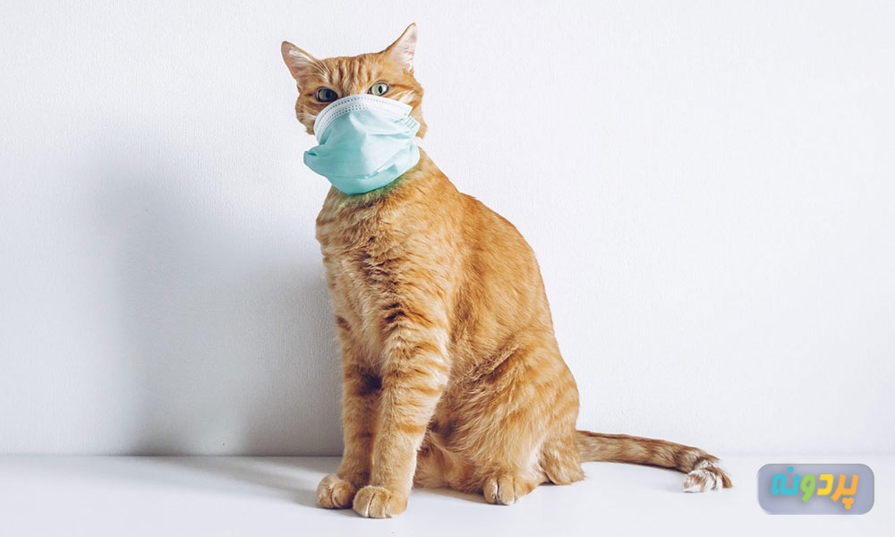 سرما خوردگی در گربه ها
