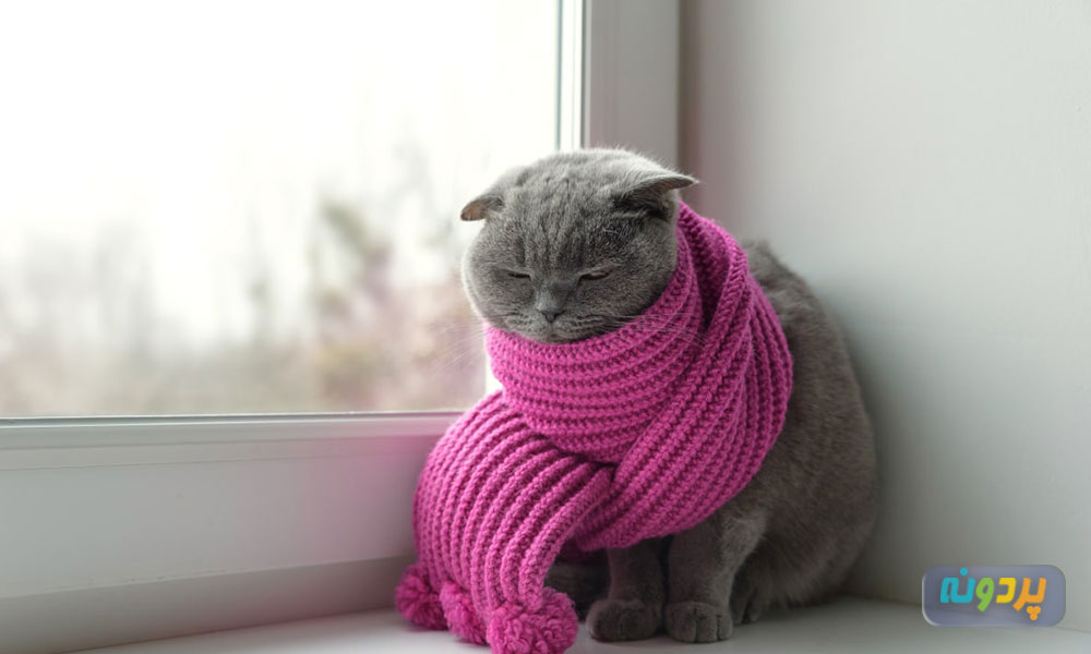 نشانه های سرماخوردن گربه
