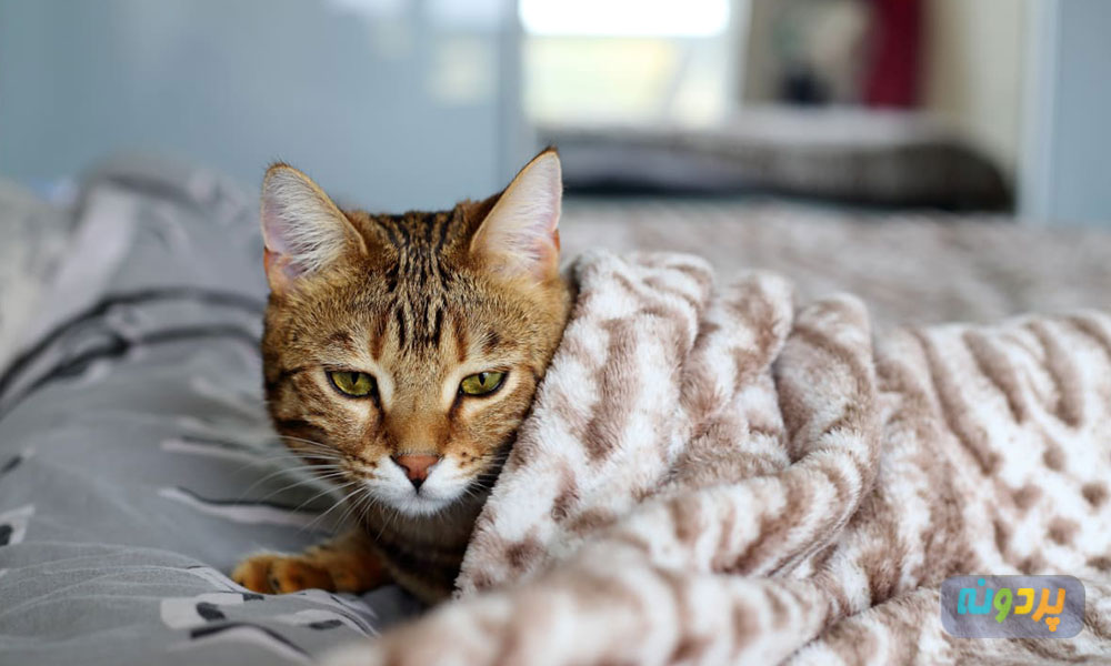 مراقبت از گربه سرماخورده