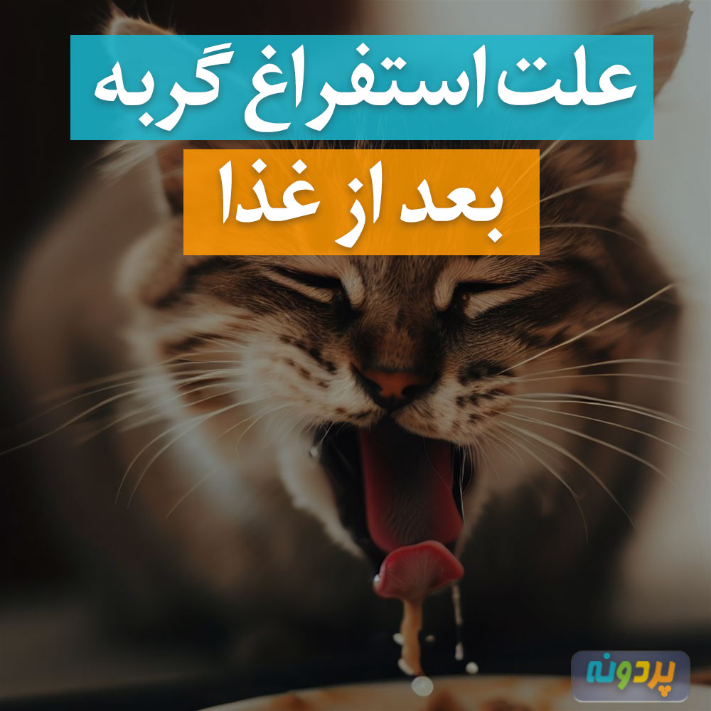 علت استفراغ گربه بعد از غذا