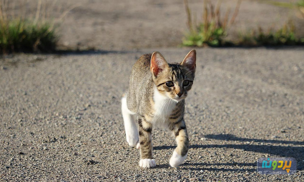 اختلال تعادل در راه رفتن گربه
