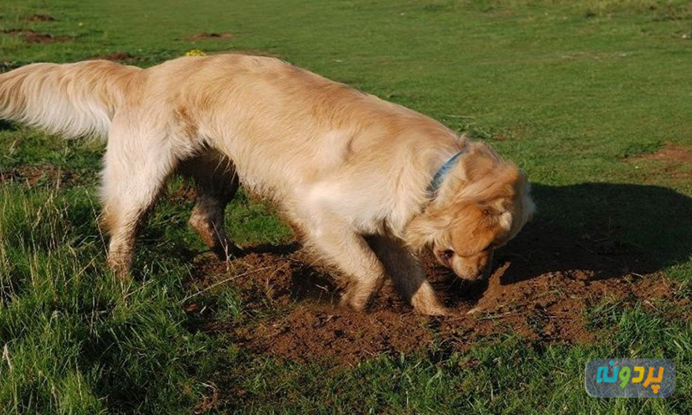 علت کشیدن پای سگ روی زمین