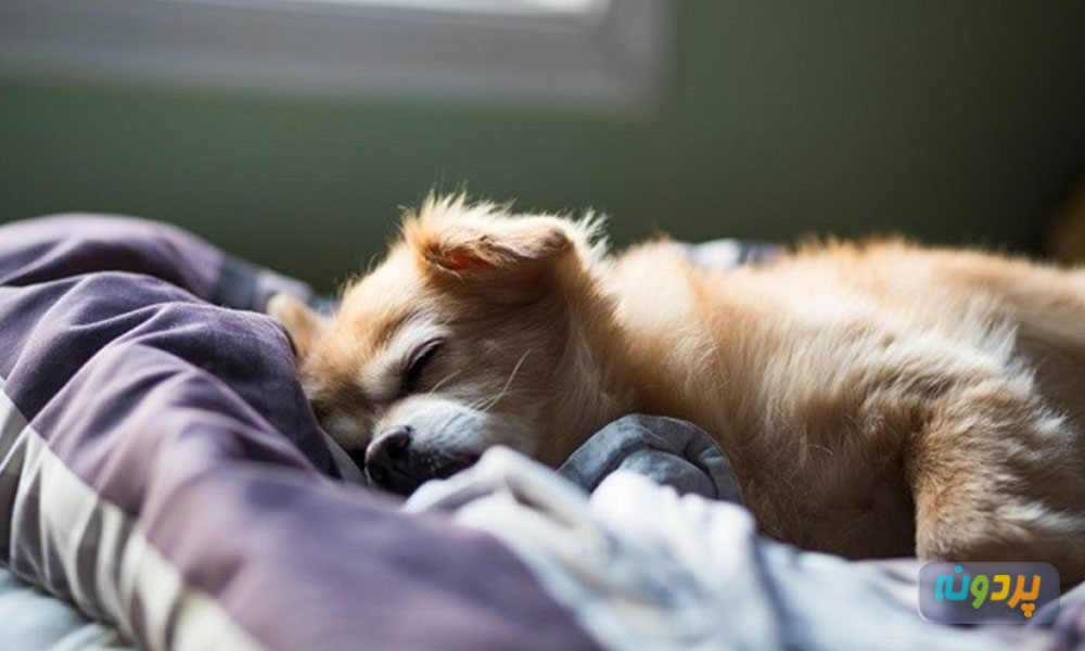 لرزش توله سگ هنگام خواب