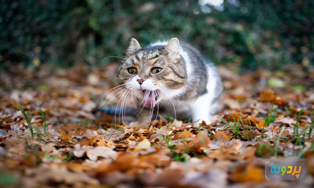 علت آمدن آب از دهان گربه چیست