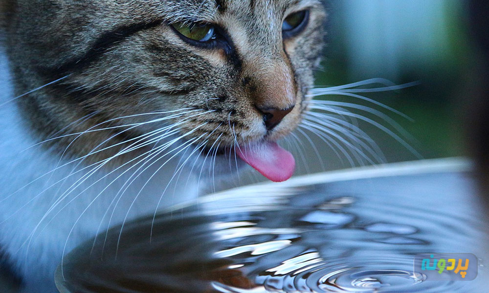 علت آب استفراغ کردن گربه