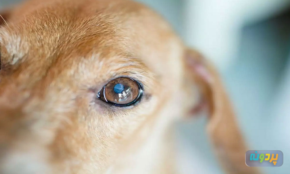 علت ترشحات چشم سگ ها