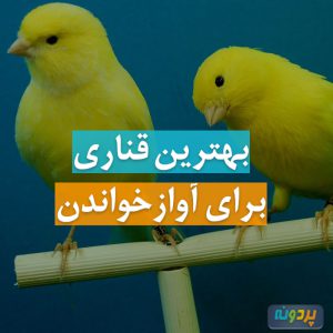بهترین نژاد قناری مناسب برای آواز خواندن
