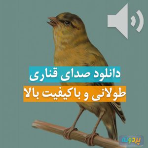 دانلود صدای آواز قناری باکیفیت بالا و طولانی فرمت MP3