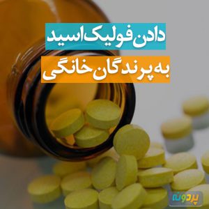 دادن فولیک اسید به پرندگان خانگی