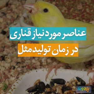 ویتامین ها و عناصر حیاتی مورد نیاز قناری در زمان تولیدمثل