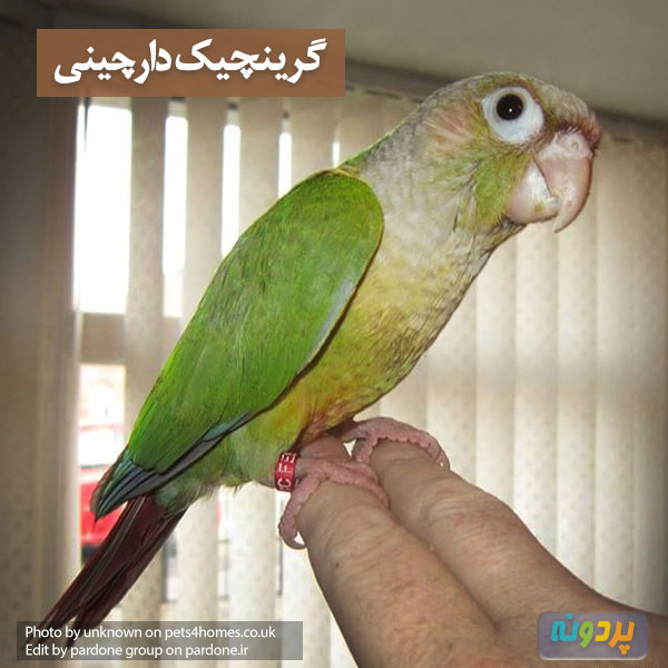 بررسی انواع نژاد طوطی گرینچیک این نژاد: گرینچیک دارچینی با عکس