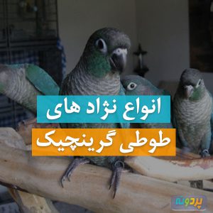 انواع نژاد طوطی گرینچیک به همراه عکس در پردونه