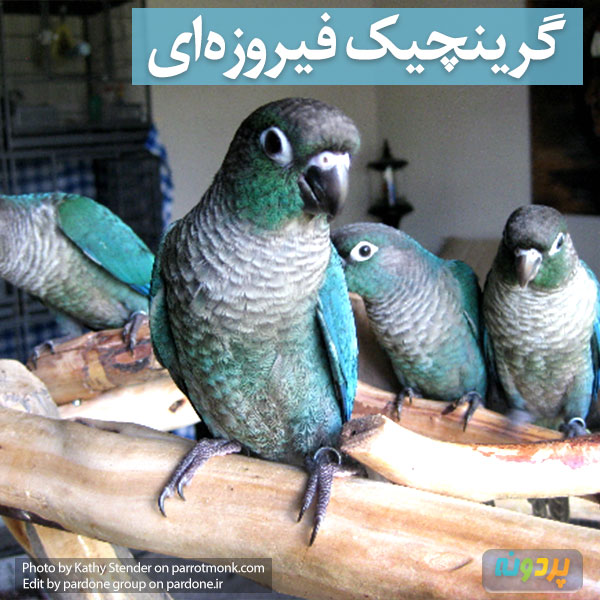 بررسی انواع نژاد طوطی گرینچیک این نژاد: گرینچیک فیروزه ای با عکس