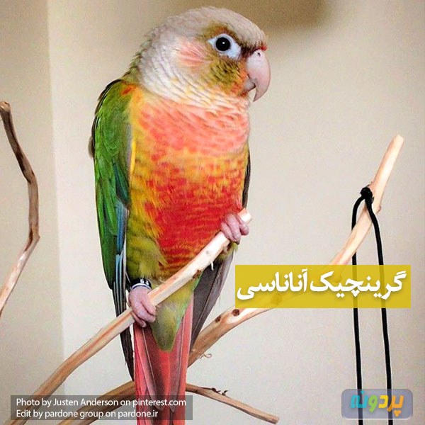 بررسی انواع نژاد طوطی گرینچیک این نژاد: گرینچیک آناناسی با عکس