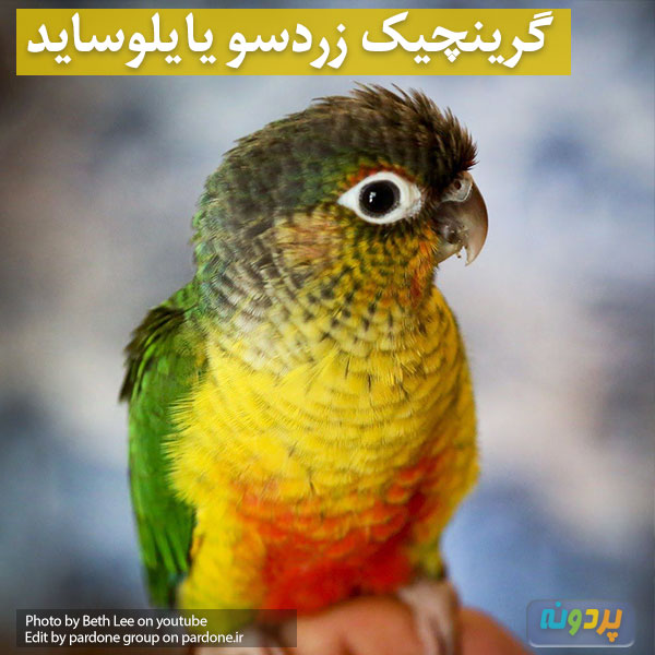 بررسی انواع نژاد طوطی گرینچیک این نژاد: گرینچیک یلوساید یا زرد سو با عکس