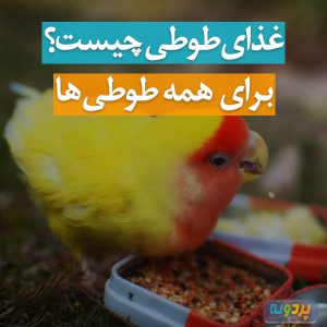 غذای طوطی چیست؟ انواغ غذای طوطی سانان در پردونه