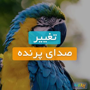 تغییر صدای پرندگان
