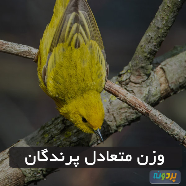 وزن متعادل پرندگان