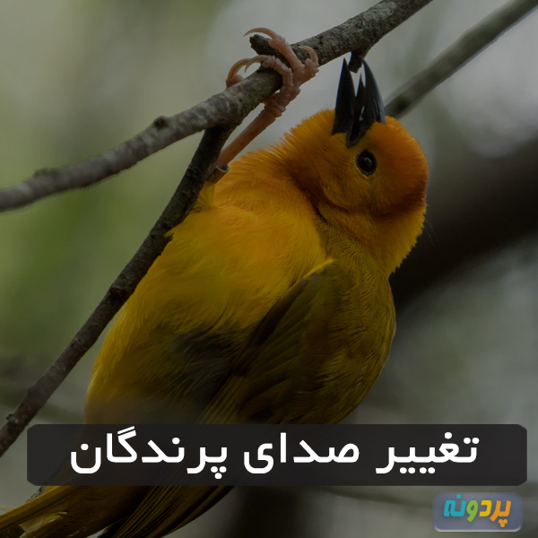 تغییر صدای پرندگان