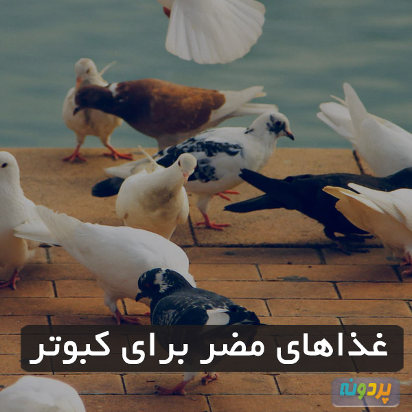 غذاهای مضر برای کبوتر