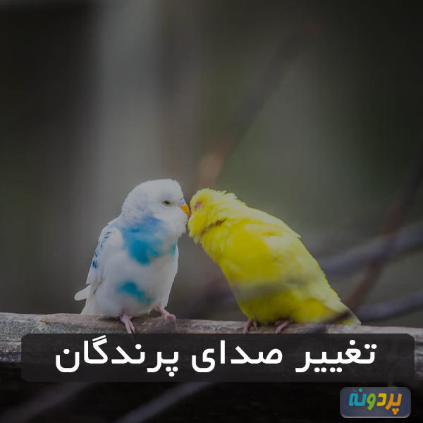 تغییر صدای پرندگان
