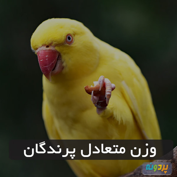 وزن متعادل پرندگان