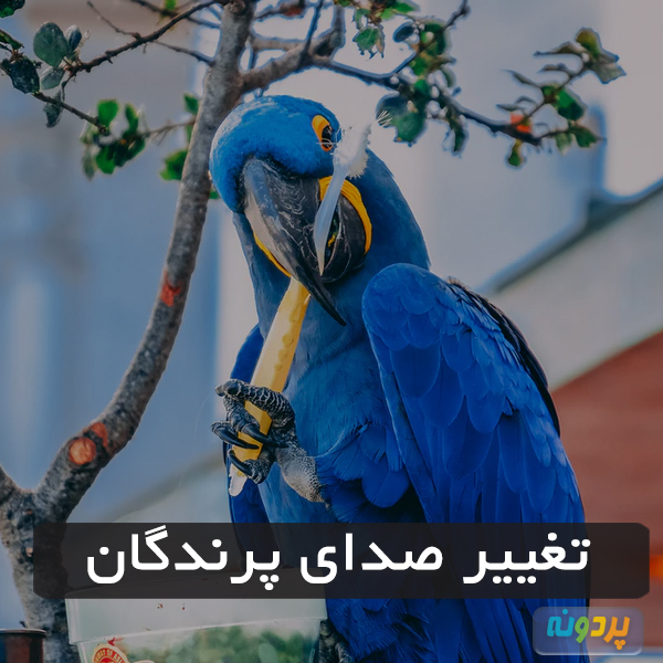 تغییر صدای پرندگان
