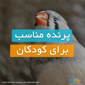 پرنده مناسب برای کودکان