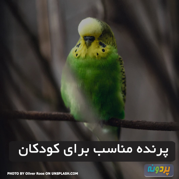 پرنده مناسب برای کودکان