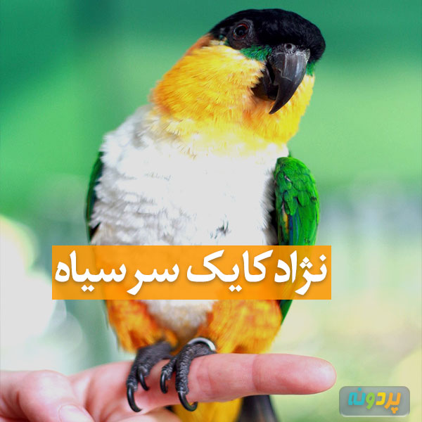 عکس نژاد طوطی کایک سر سیاه - تصویر گونه طوطی کایک سر سیاه در پردونه - در انواع طوطی کایک سر سیاه