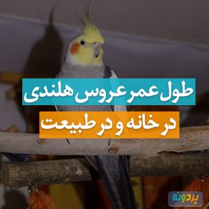 طول عمر عروس هلندی در خانه و در طبیعت چقدر است؟ + مسن ترین عروس هلندی دنیا